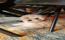 Maltipoo dogs for sale: Korean x toy maltipoo LAST BOY available  - Image 15