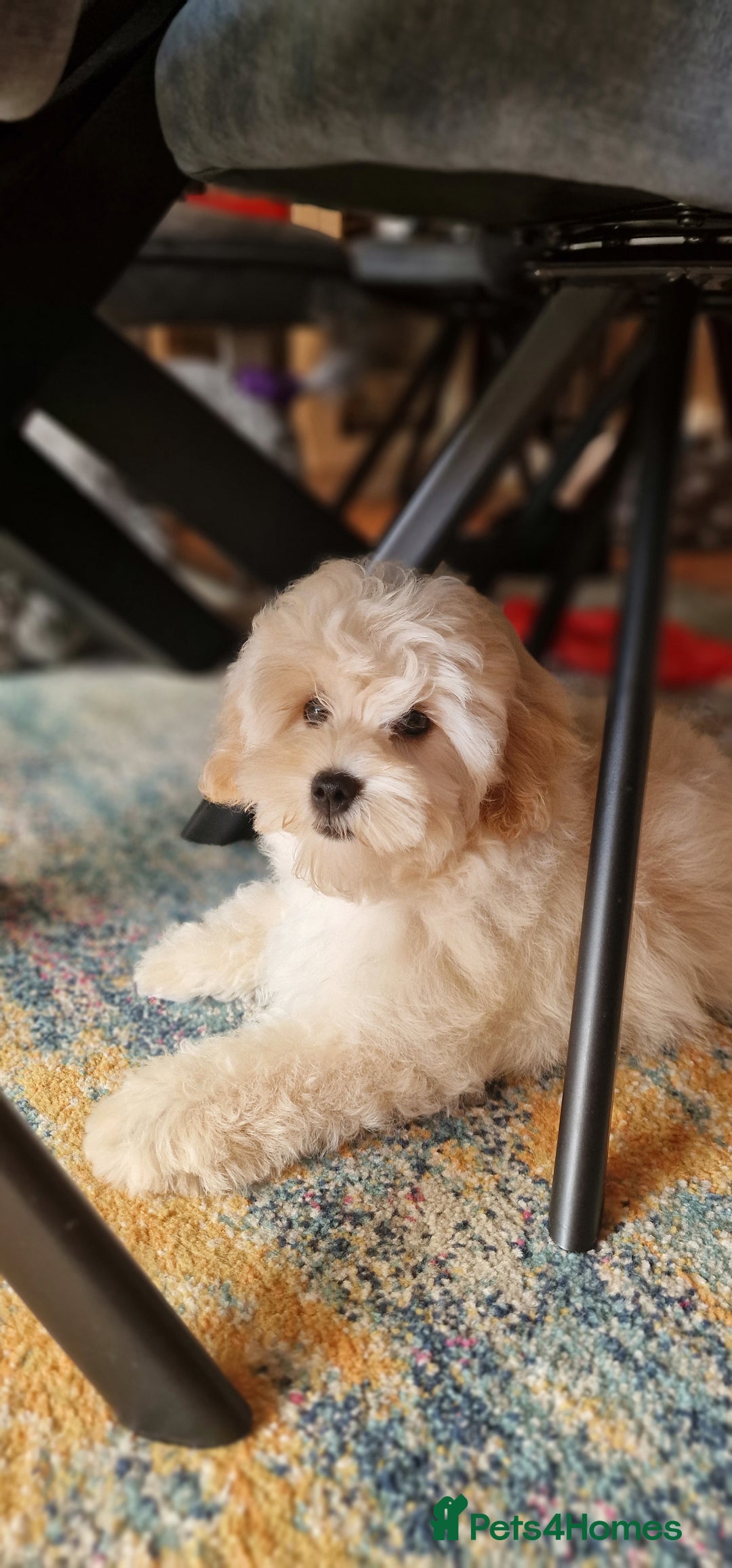 Maltipoo dogs for sale: Korean x toy maltipoo LAST BOY available  - Image 15