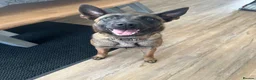 Belgian Shepherd Dog dogs for sale: 🐾 Ruby – Looking for Her Forever Home 🐾 - Advert 6