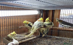 Cockatiels birds for sale: Cockatiels , love birds and bourkes  - Image 8