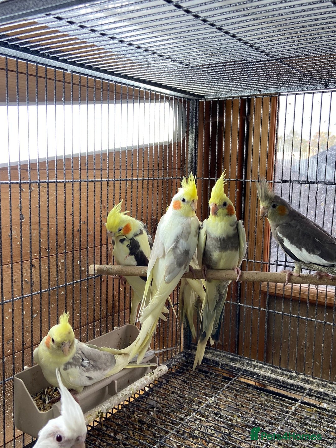 Cockatiels birds for sale: Cockatiels , love birds and bourkes  - Image 8