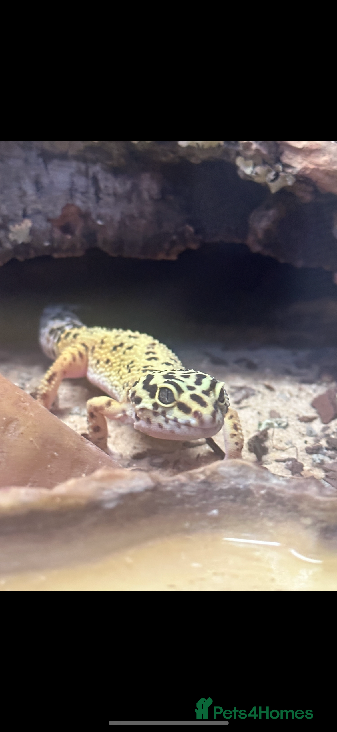 Leopard Gecko reptiles Leopard gecko+ everything for sale.  - Advert 1