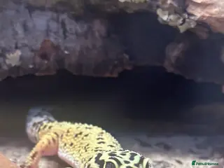 Leopard Gecko reptiles Leopard gecko+ everything for sale. - Advert 1