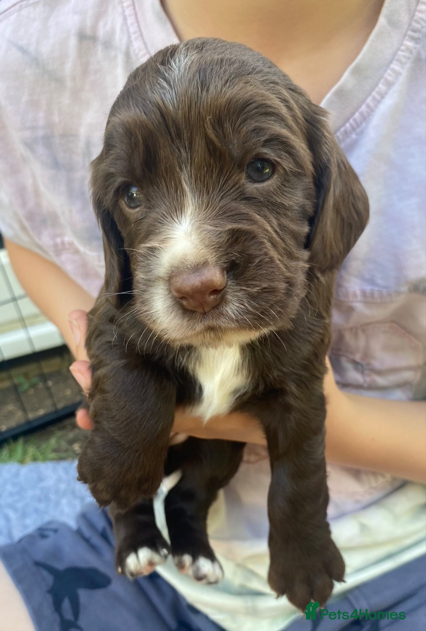 Sprocker dogs Beautiful Working Cocker Pups  - Advert 2