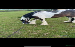 Irish Cob horses for sale: Little colt for sale  - Image 4