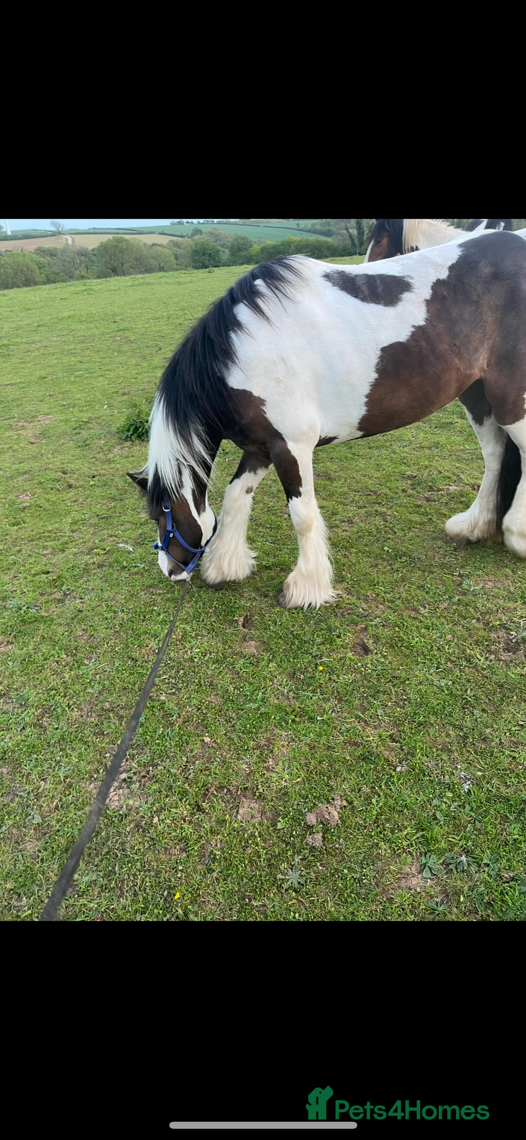 Irish Cob horses for sale: Little colt for sale  - Image 4