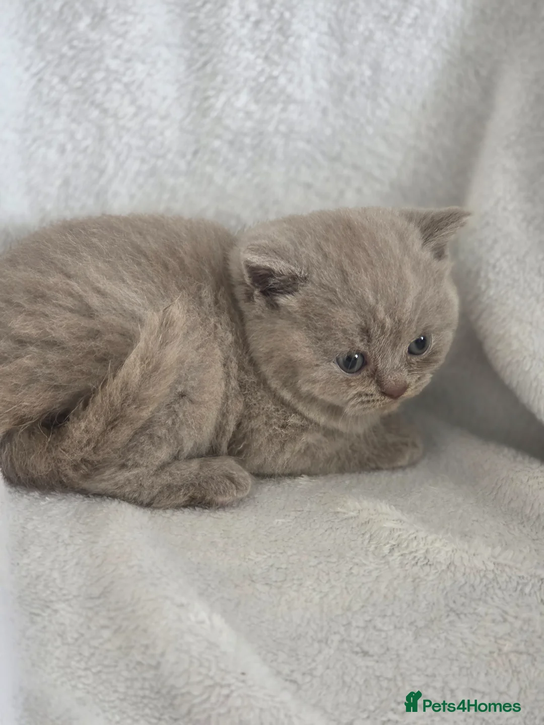 British Shorthair cats for sale: Beautiful british shorthair kittens  - Advert 2