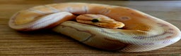 Snake reptiles for sale: FULL SET UPS X 2  - Advert 6