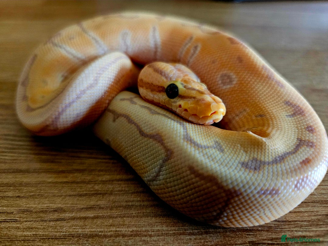 Snake reptiles for sale: FULL SET UPS X 2  - Advert 6