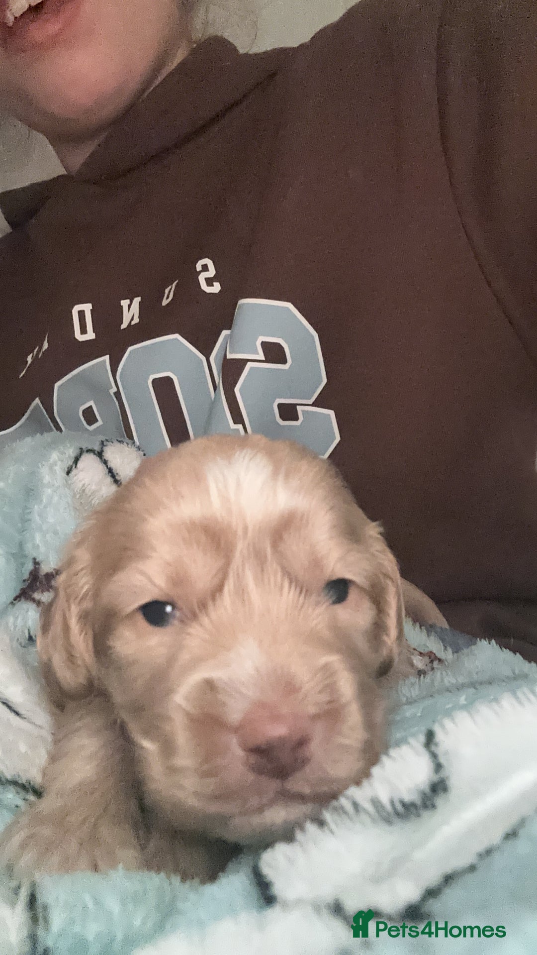 Cockapoo dogs for sale: Brown beautiful cockapoo puppies for sale! - Advert 7