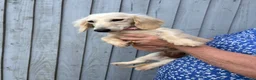 Miniature Dachshund dogs for sale: Adult Longhair Cream Female Miniature Dachshund.  - Advert 4