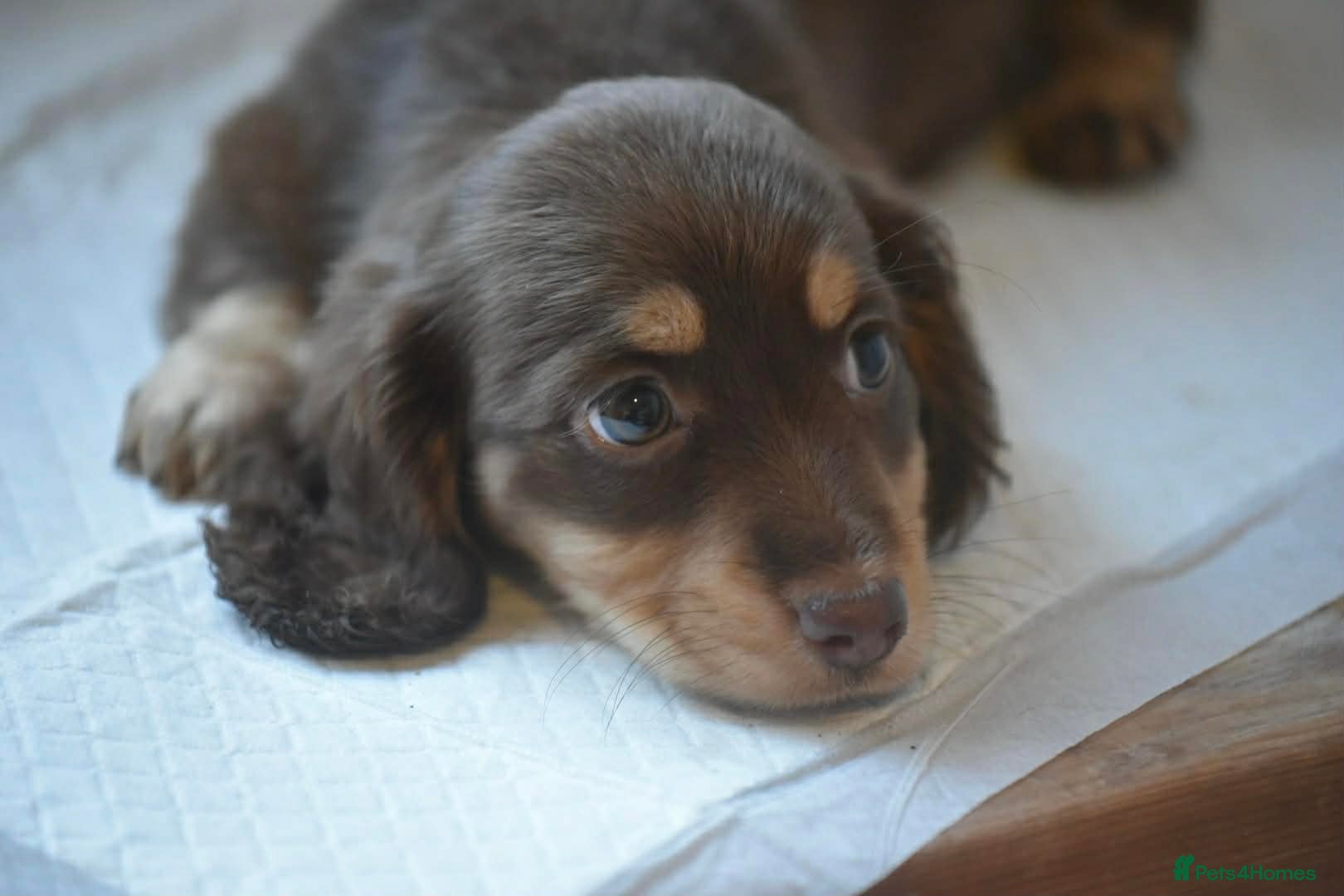 Miniature Dachshund dogs Miniature long haired Dachshund puppies Kc reg  - Advert 4