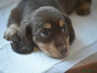 Miniature Dachshund dogs Miniature long haired Dachshund puppies Kc reg - Advert 4