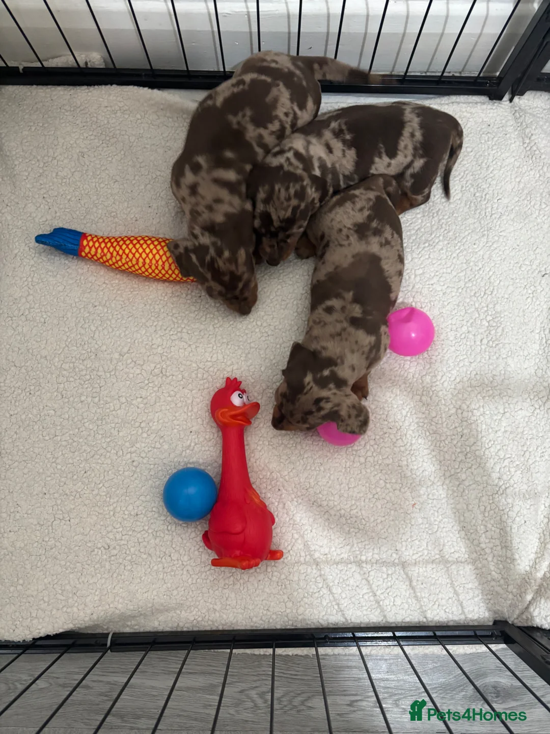 Miniature Dachshund dogs for sale: Minutare daschund pups  - Advert 2