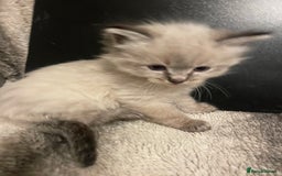 Ragdoll cats for sale: Lnyx male Ragdoll’s ready soon  - Advert 23