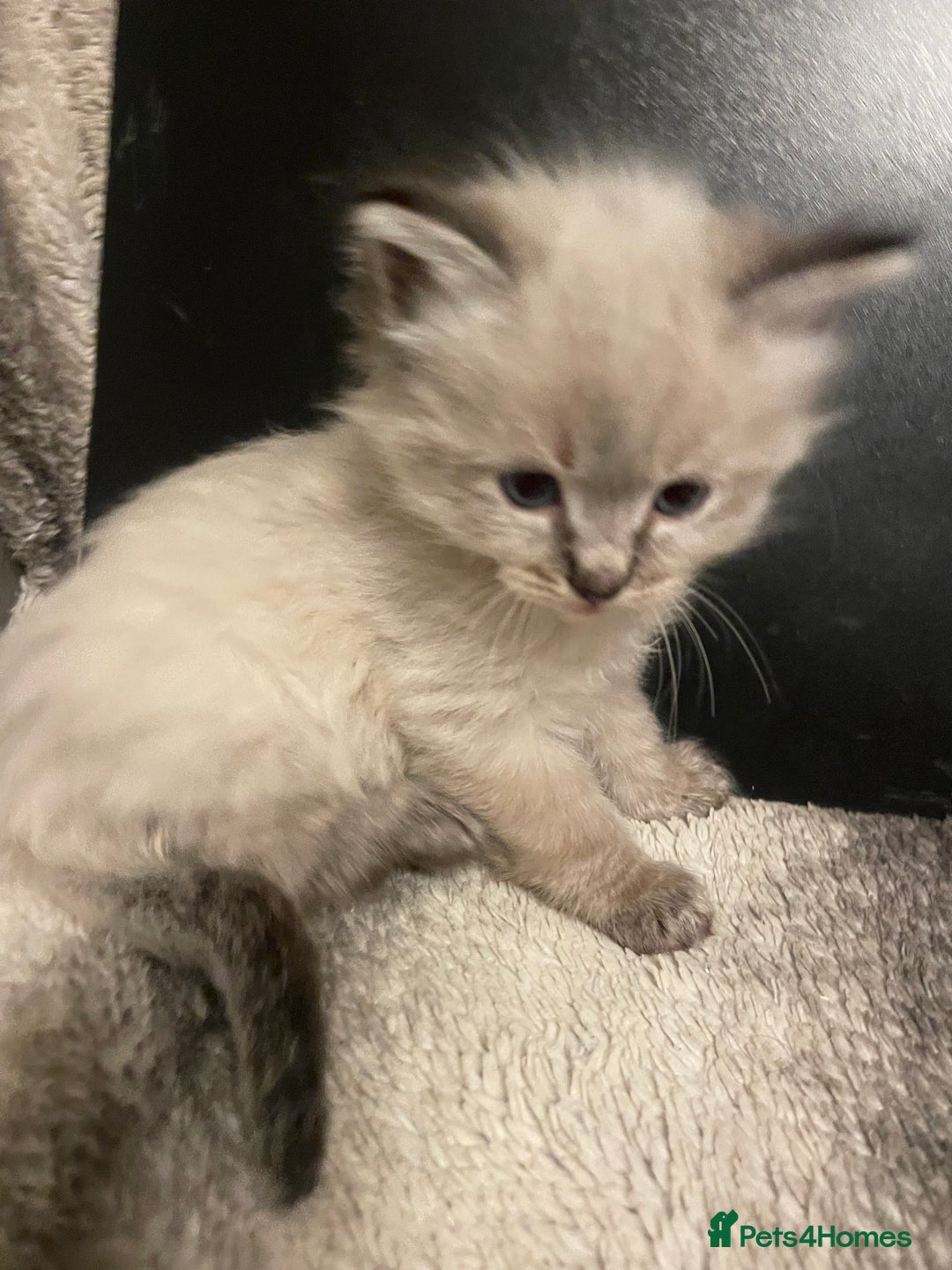 Ragdoll cats for sale: Lnyx male Ragdoll’s ready soon  - Advert 23