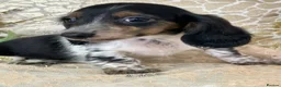 Miniature Dachshund dogs for sale: KC Miniature Dachshund Puppies - Advert 10
