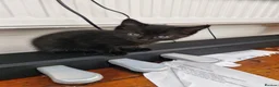 Mixed Breed cats for sale: Lovely black kittens in Bedford - Advert 8