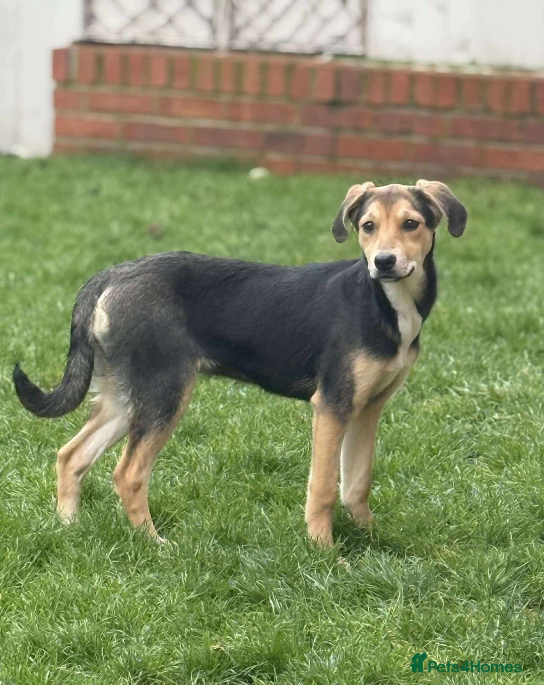 Mixed Breed dogs for adoption: 💕 Swan 💕 - Advert 3