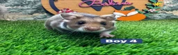 Hamster rodents for sale: Baby Syrian Hamsters Males Females Pedigree - Advert 8