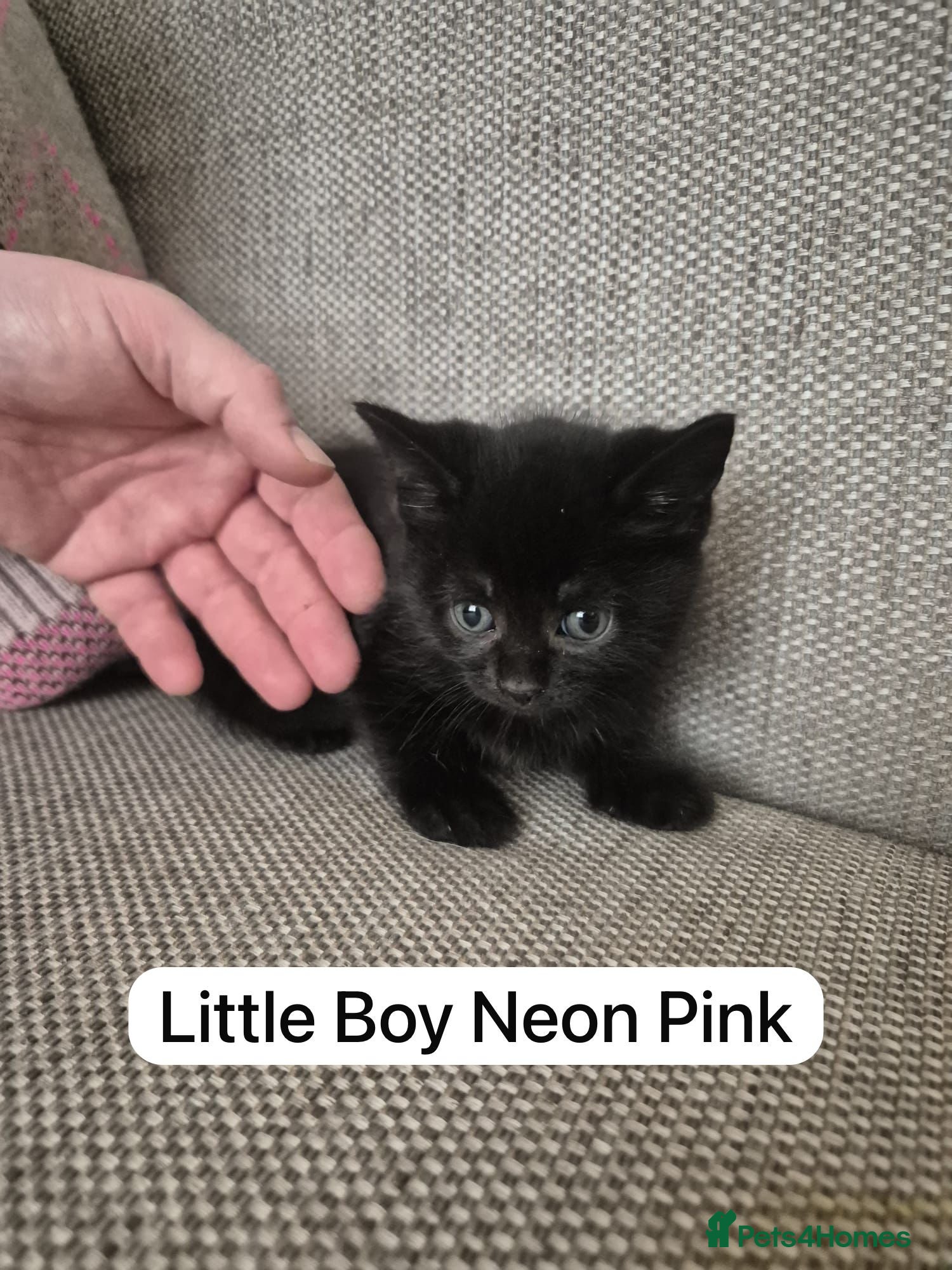 Mixed Breed cats Beautiful black and black and white kittens  - Advert 4