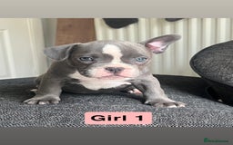 Mixed Breed dogs for sale: French Bulldog X American Pocket Bully Puppies in Carlisle - Image 3