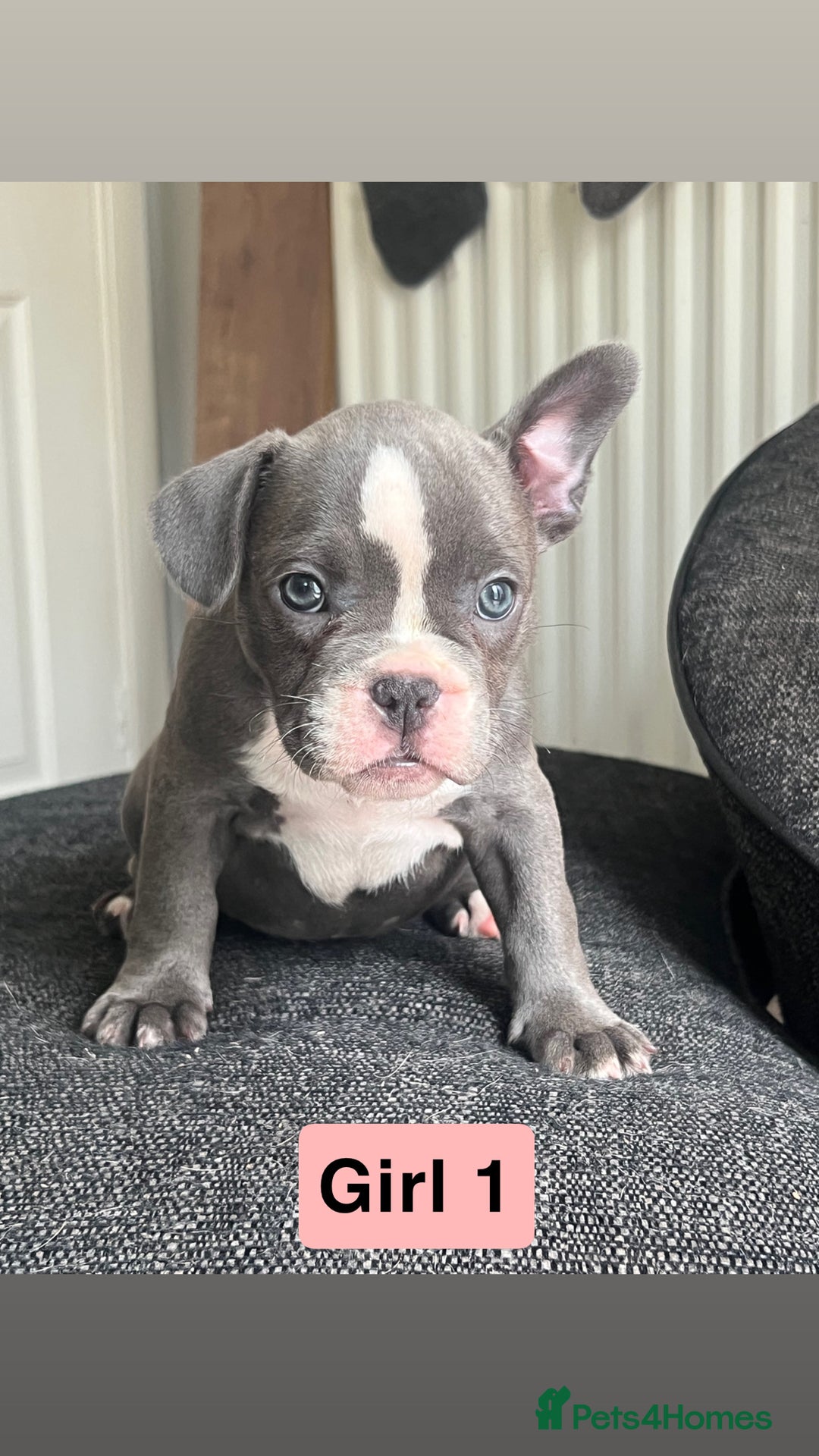 Mixed Breed dogs for sale: French Bulldog X American Pocket Bully Puppies in Carlisle - Image 3