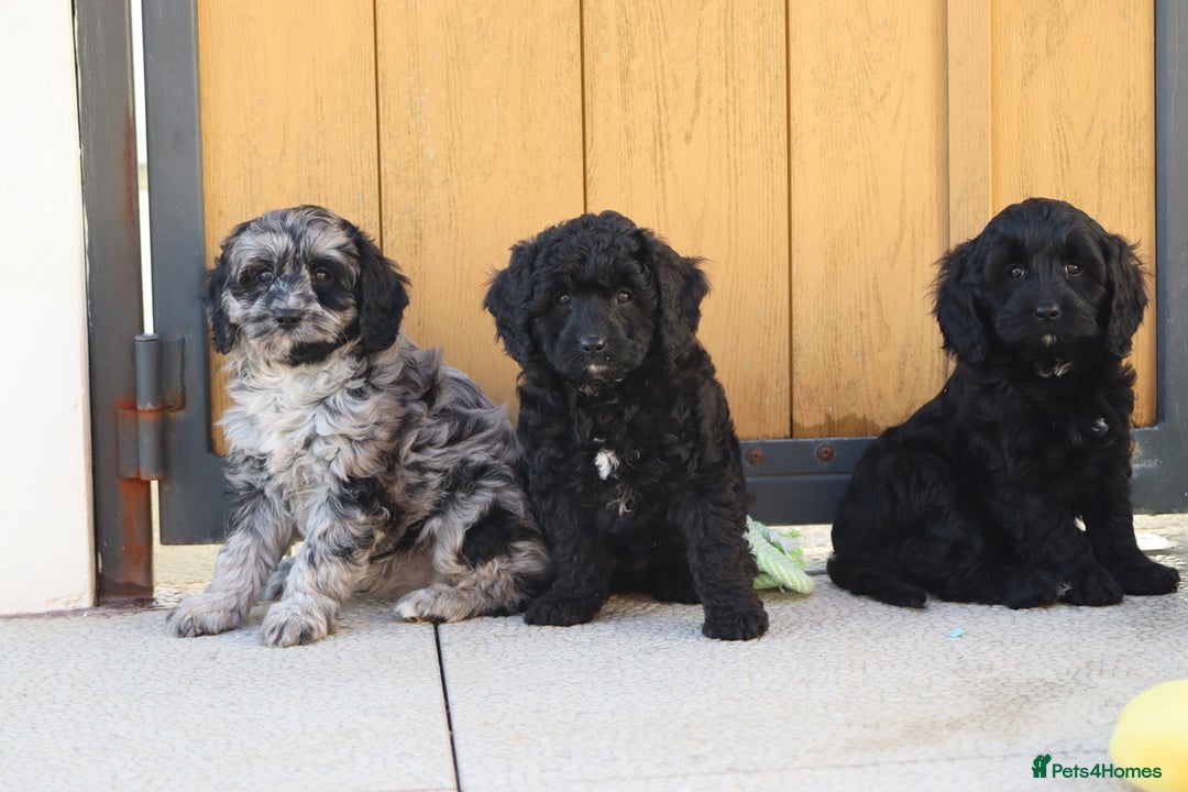 Cavapoo dogs for sale: Beautiful Cavapoochons for sale  - Image 25