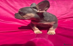 French Bulldog dogs for sale: 🔥READY TODAY Quality KC French Bulldog Puppies✨🔥 - Image 7
