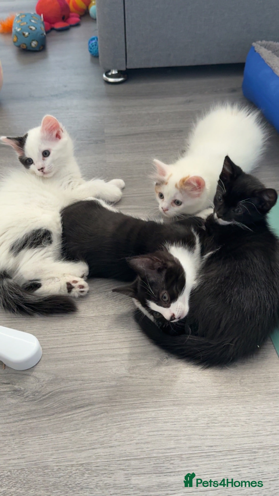 Mixed Breed cats Exquisite super friendly 1/2 Maine coon kittens . - Advert 2