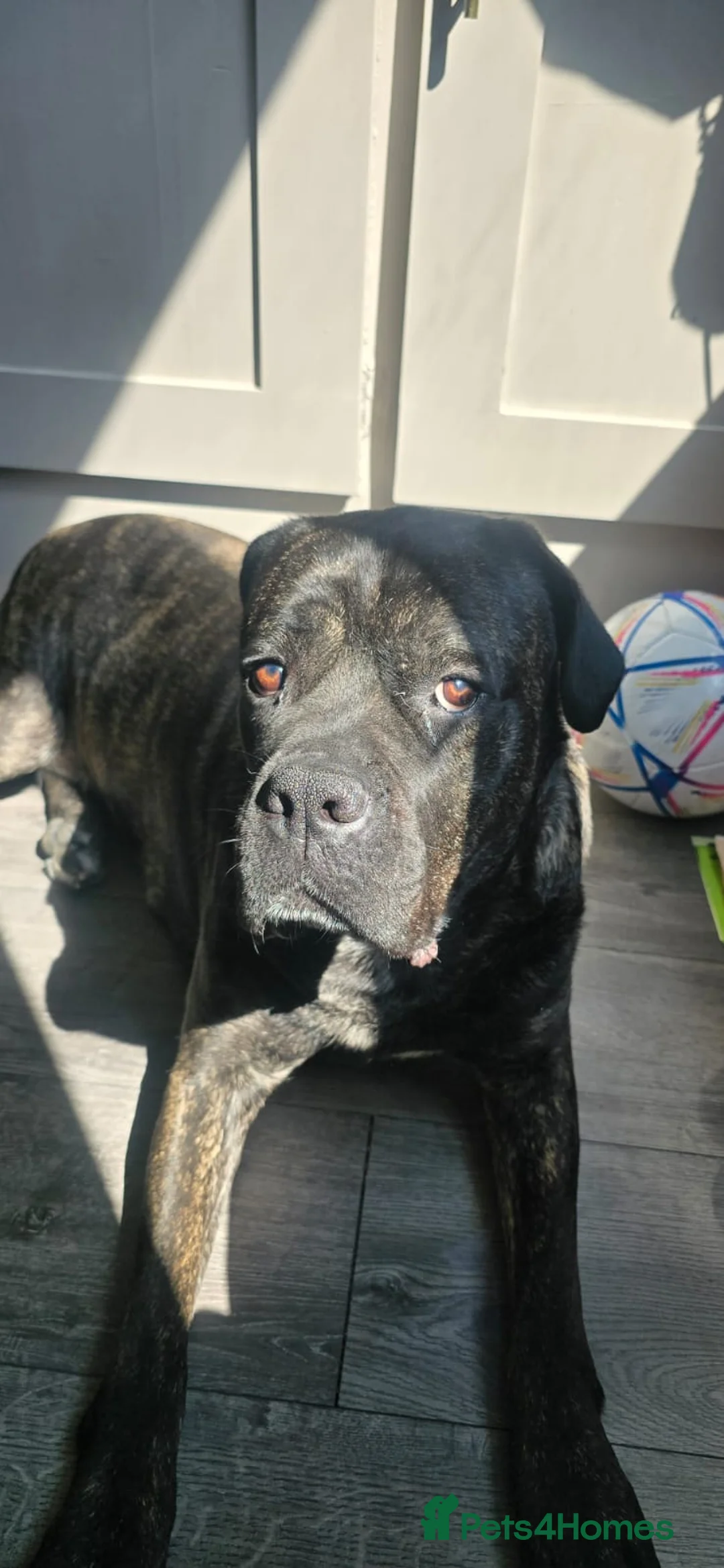 Cane Corso dogs for sale: KiKi! in Bradford - Advert 2