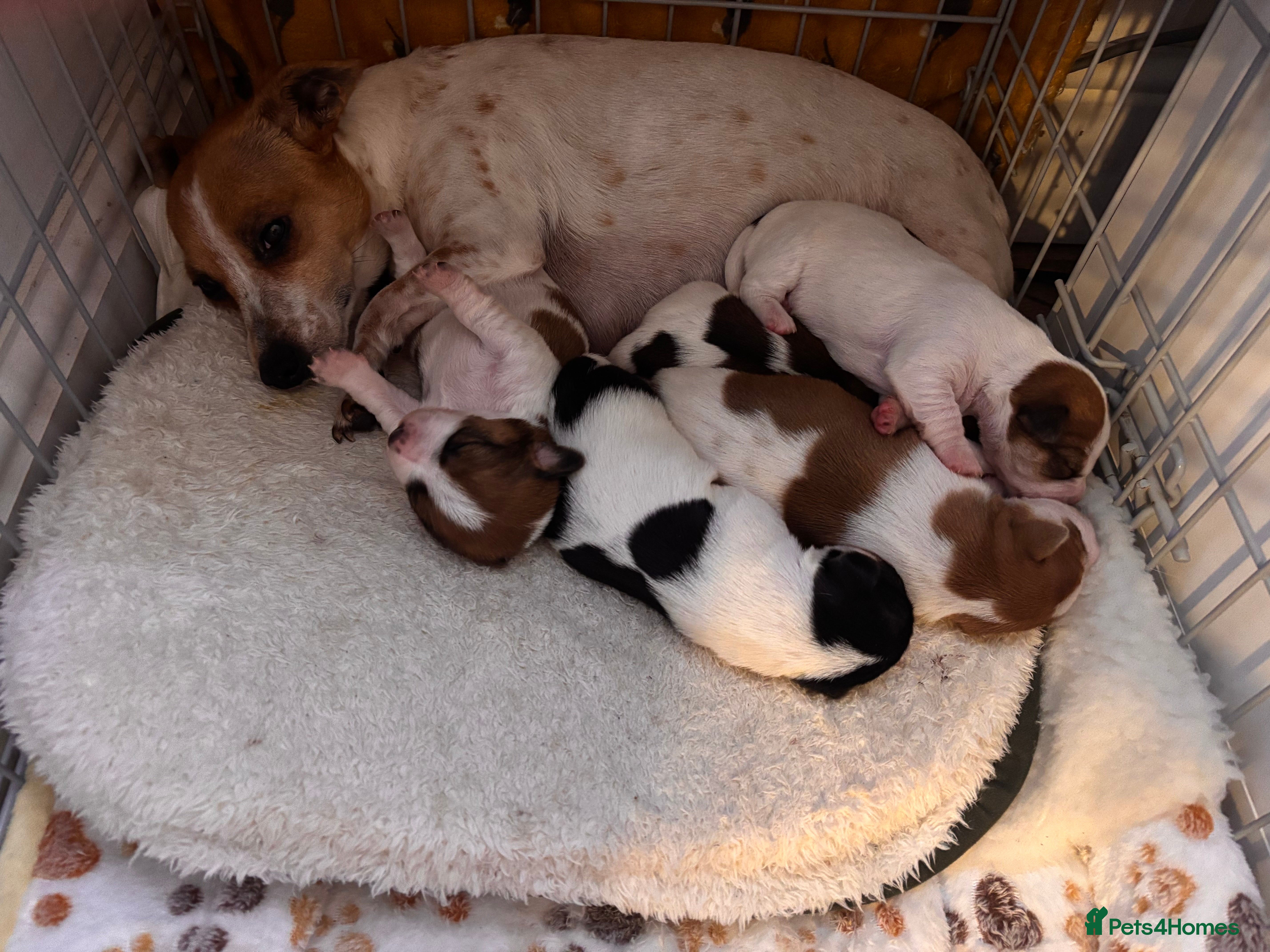 Jack Russell dogs Puppies Looking for Their Forever Homes 🐶💛 - Advert 1