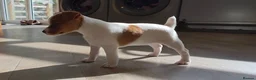 Jack Russell dogs for sale: Exquisite litter of Jack Russell Pups 🐾  - Advert 19