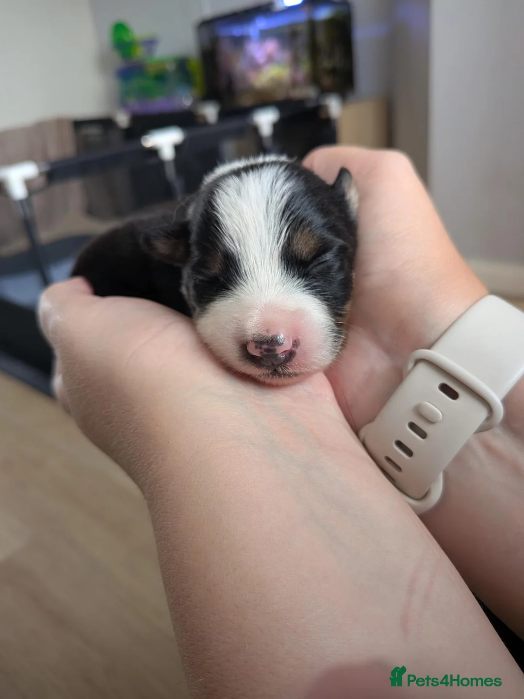 Mixed Breed dogs for sale: Last little pup of litter - Advert 4