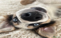 Border Collie dogs for sale: 4 month border collie male - Image 4