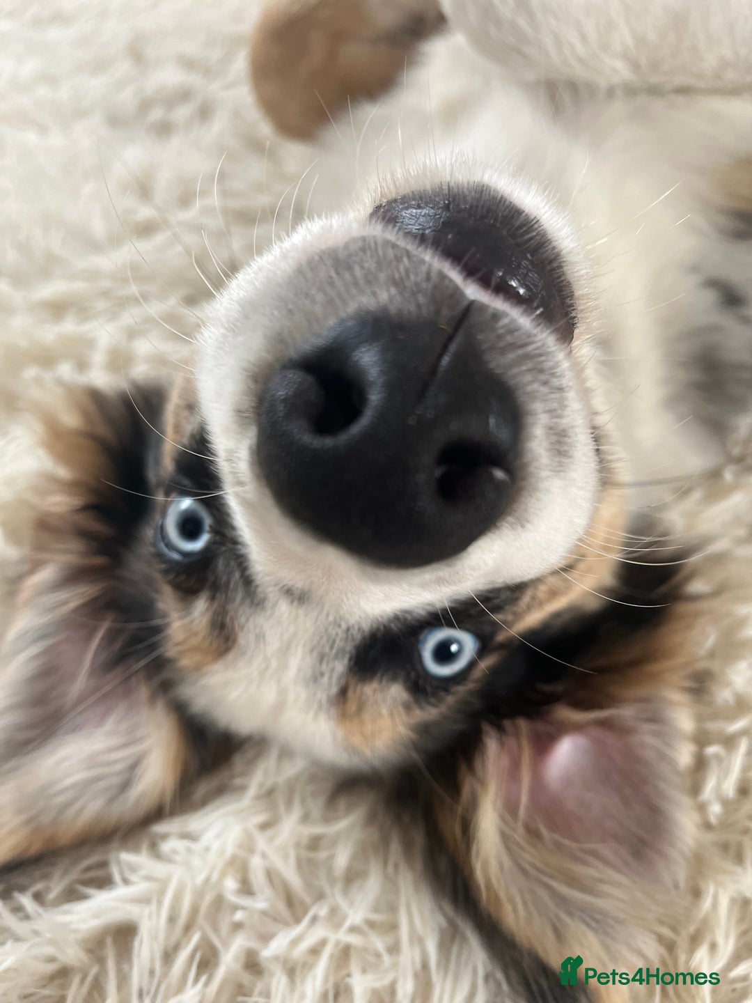 Border Collie dogs for sale: 4 month border collie male - Image 4
