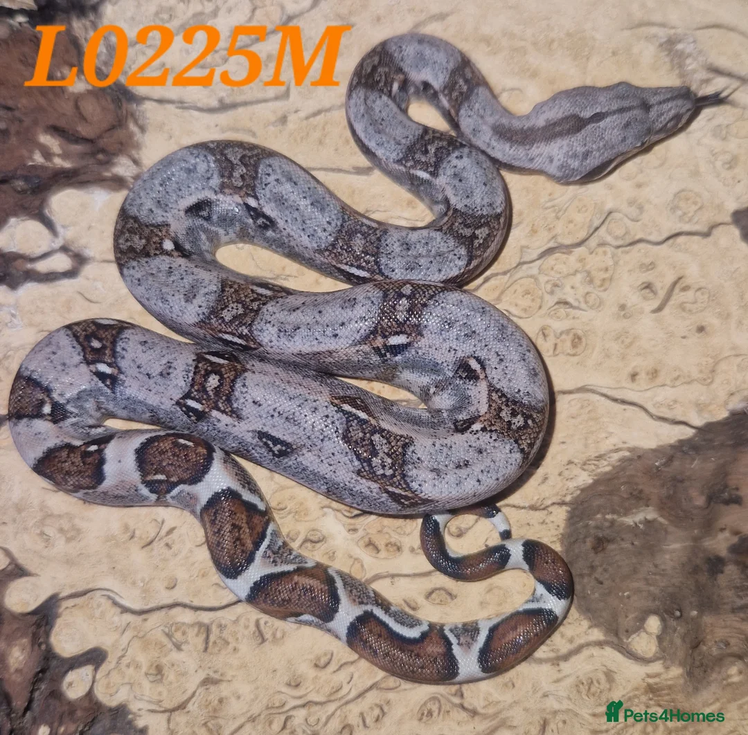 Boa Snake reptiles for sale: Choice of 2024/25 VPI Boa morphs, male and female. - Advert 6