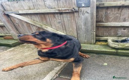 Rottweiler dogs for stud: Rottweiler - Image 4