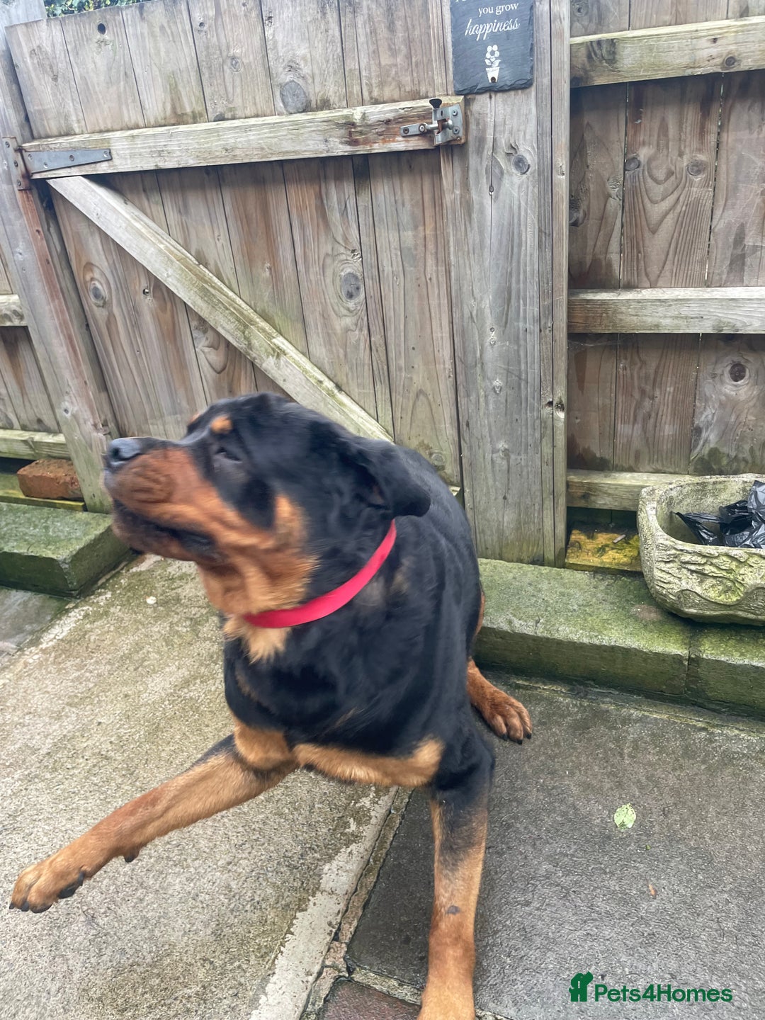 Rottweiler dogs for stud: Rottweiler - Image 4