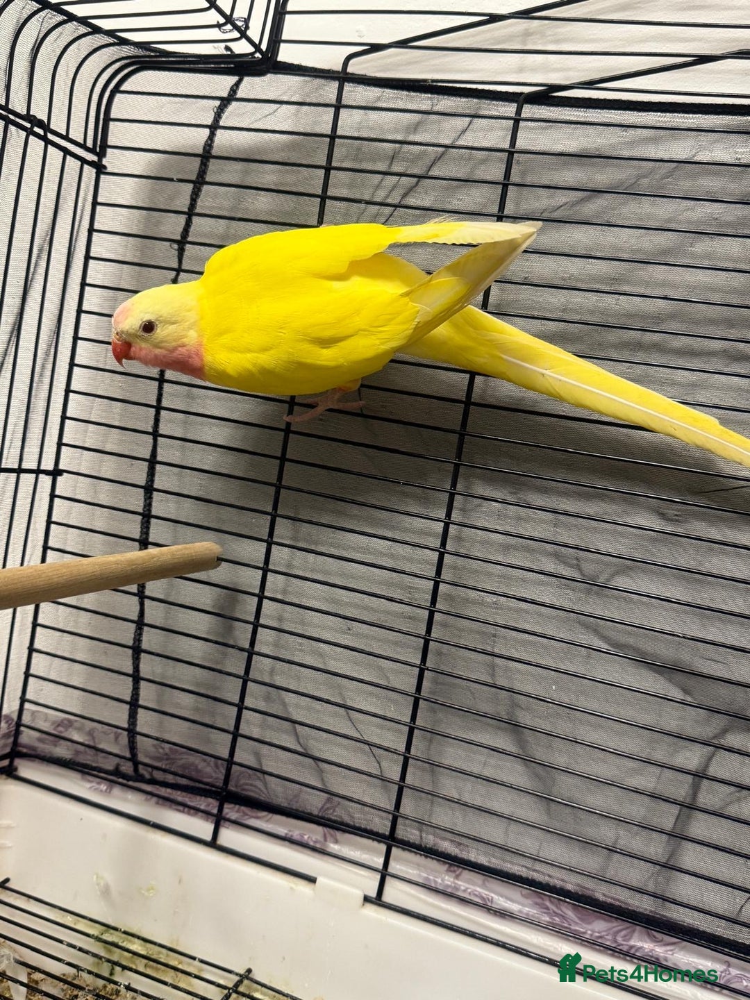 Budgerigars birds for sale: 191 kneller court Academy garden - Advert 7