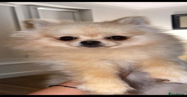 Pomeranian dogs - Advert 8