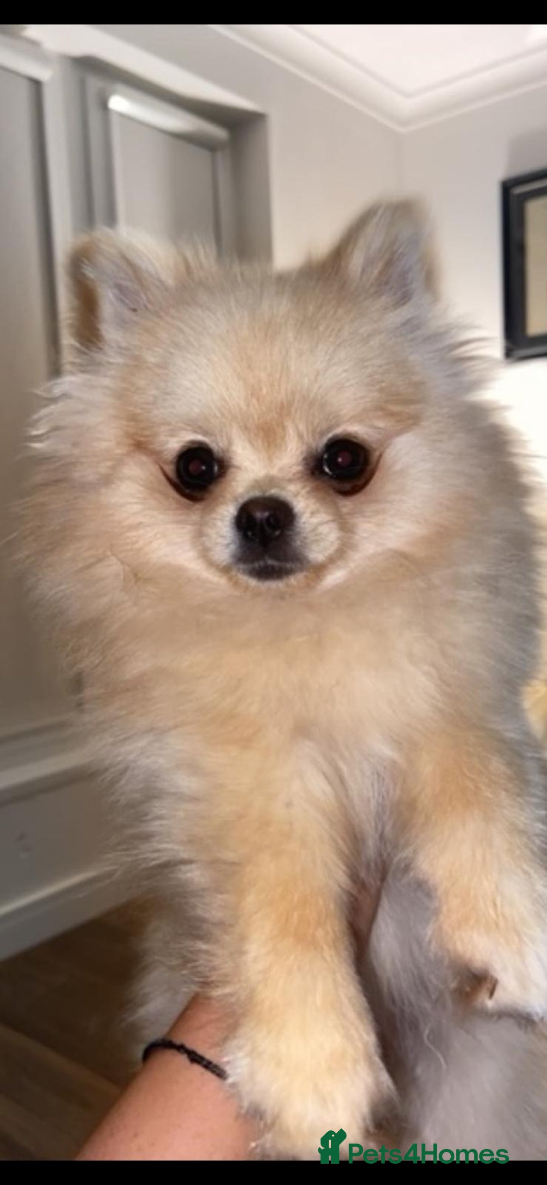 Pomeranian dogs for sale: KC Registered Cream Pomeranian Girl - Image 2