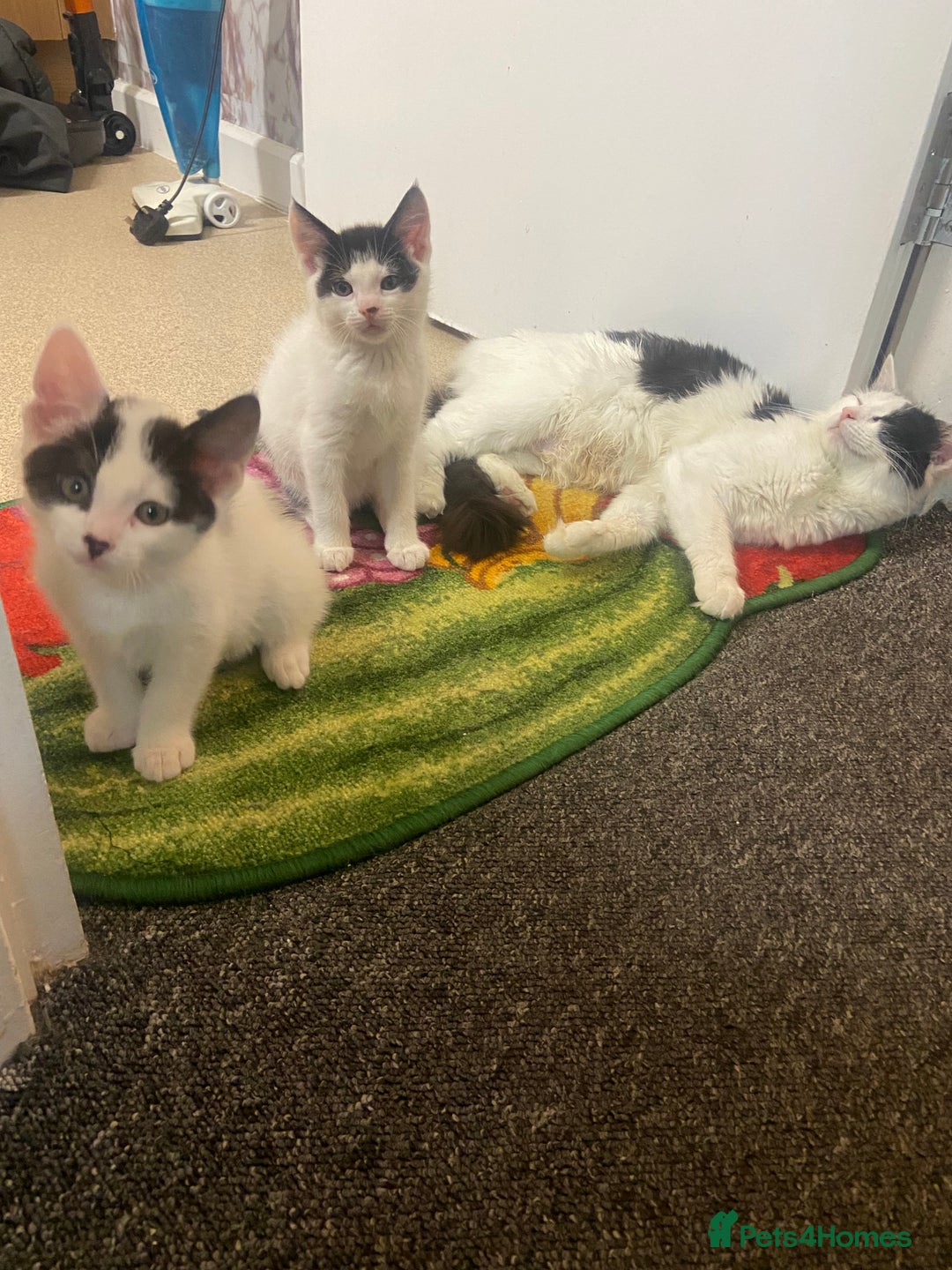 Domestic Shorthair cats for sale: domestic shorthair kittens - Advert 9