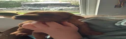 Irish Setter dogs for sale: Irish Red Setter Puppies  - Advert 13