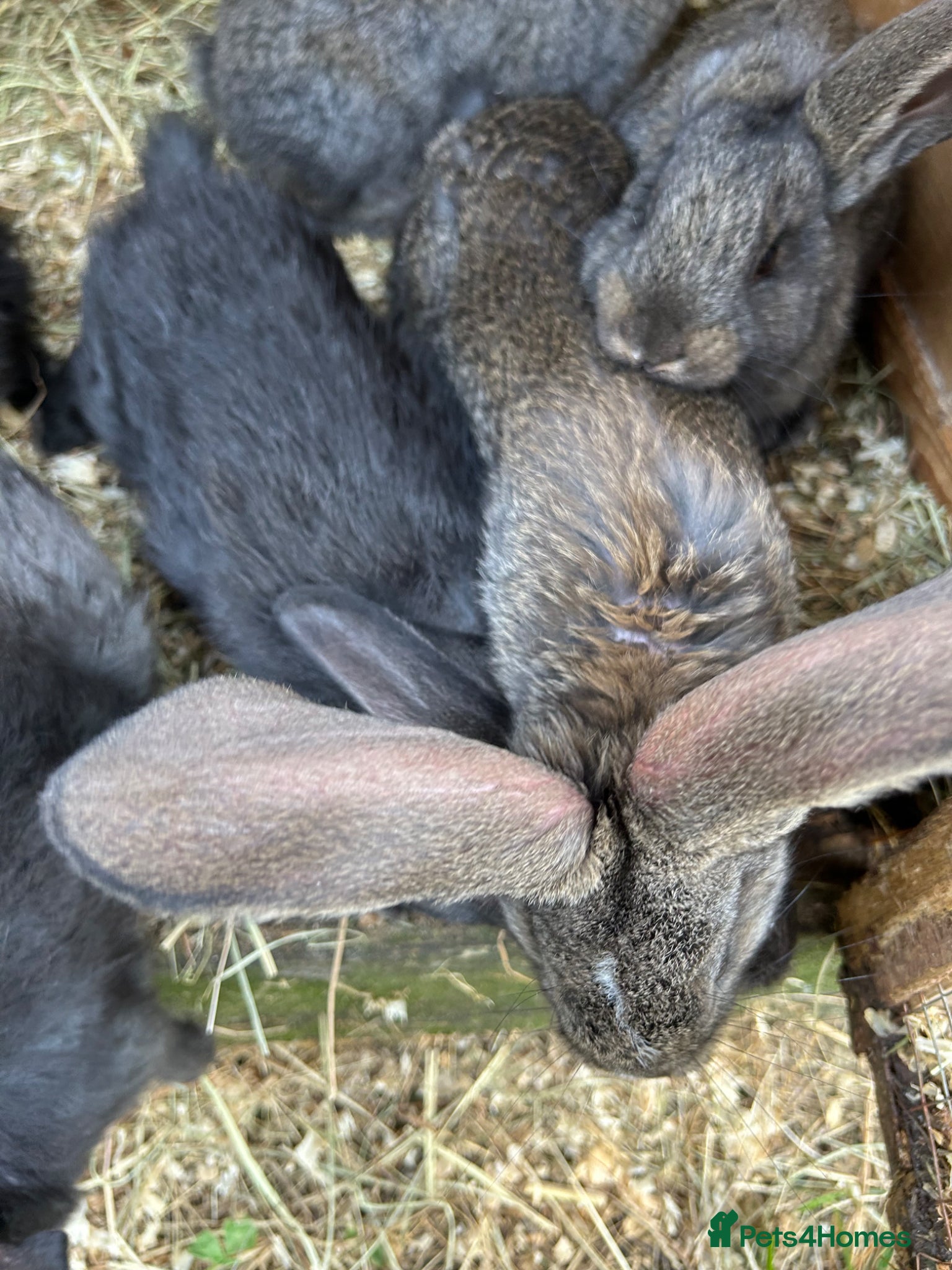 Continental Giant rabbits for sale: WE HAVE THE WORLDS BIGGEST BUNNIES  - Advert 6