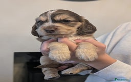 Cocker Spaniel dogs for sale: Quality Bred Show Type Cocker Spaniel Puppies - Image 12