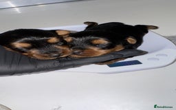 Yorkiepoo dogs for sale: Adorable yorkiepoo puppies ❤️ - Image 6