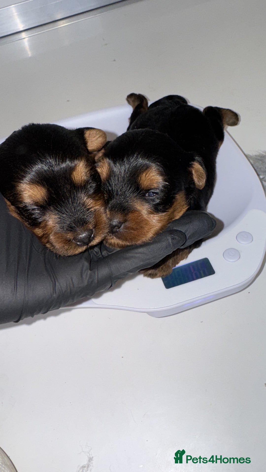 Yorkiepoo dogs for sale: Adorable yorkiepoo puppies ❤️ - Image 6