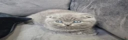 British Shorthair cats for sale: Gorgeous Scottish Fold/British Shorthair Kittens! - Advert 4