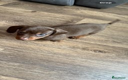 Dachshund dogs for sale: Beautiful dachshunds boy - Image 4